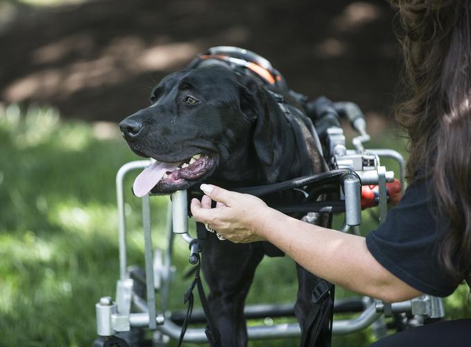 Dogs from China to USA- Shanghai's Canine Journey - บล็อก - 1