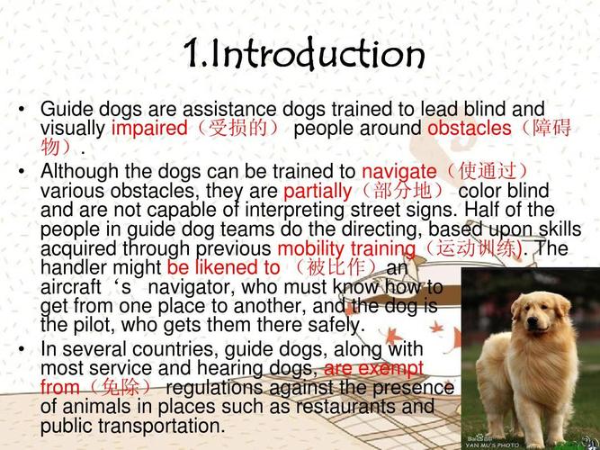 Guide- Bringing a Dog from China to the USA - 블로그 - 1