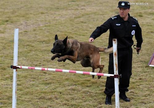 Transporting Dogs from China to USA - 블로그 - 2